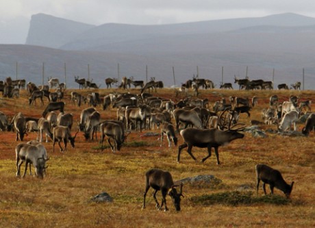 A strong and durable hide